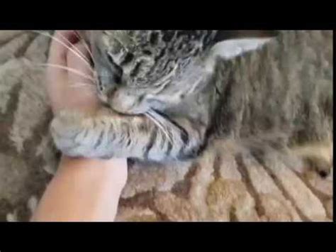 INTENSE CAT PETTING YouTube