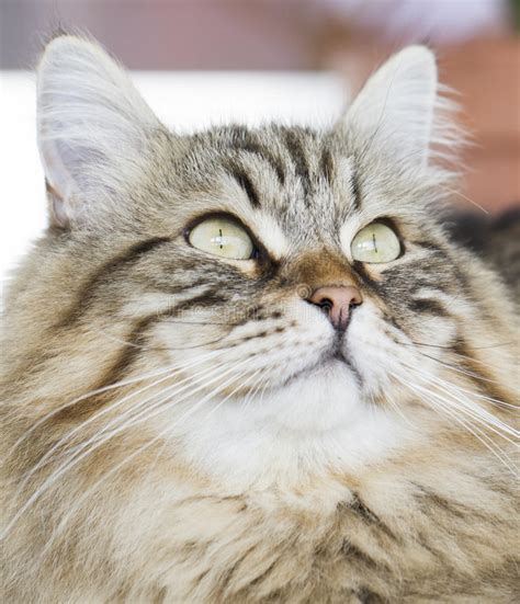 Brown Tabby Siberian Cat Foreground Stock Photo Image Of Long Animal