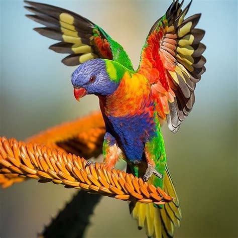 Tropical Birds Exotic Birds Colorful Birds Exotic Pets Pretty Birds