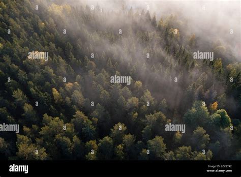 Mountain Slope With Dense Pine Tree Forest Covered In Mist And Fog