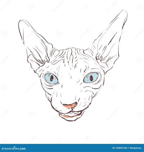 Vector Hand Drawn Llustration Of Cat Sphynx Stock Illustration