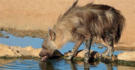Brown Hyena Animal Facts Hyaena Brunnea Az Animals