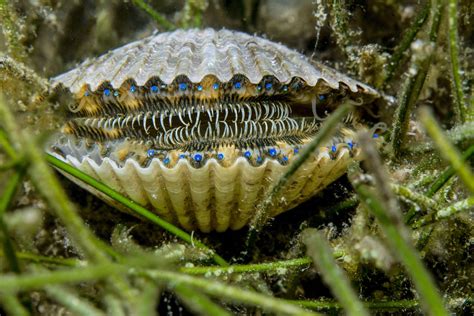 Sea Scallops Have Eyes Too