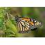 Resting Monarch Butterfly  The Is One Of … Flickr