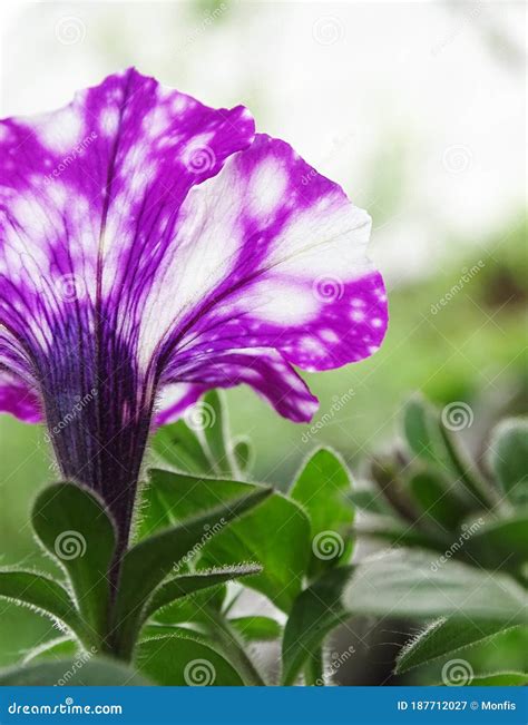 Close Up Macro Purple Petunia Flower Stock Image Image Of Green