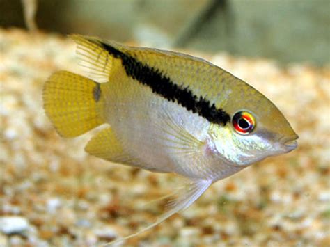 Mesonauta Festivus Cichlids South American Cichlids Aquarium Fish