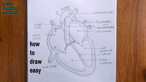 How To Draw Human Heart Diagram Easyhuman Heart Drawing Youtube