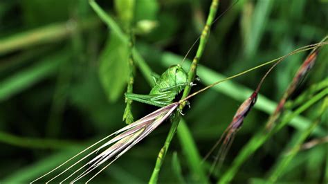 Le Monde Fascinant Des Insectes Jean Jacques Saussey Flickr