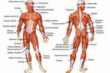Images of Core Muscles Labeled