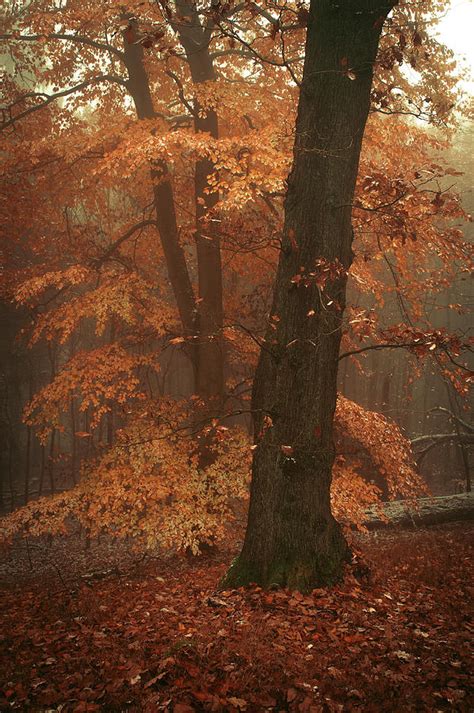 Misty Woods Photograph By Jenny Rainbow Fine Art America