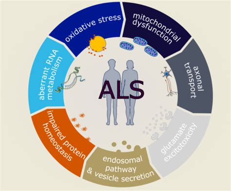 Jpm Free Full Text Molecular And Cellular Mechanisms Affected In Als
