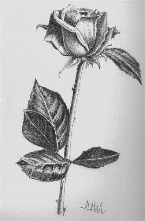 Nice Drawings Of Roses Simple Rose Drawings In Black And White