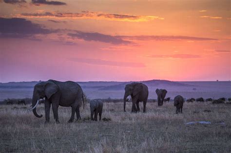 Best Wildlife Safaris In Africa Expert Africa