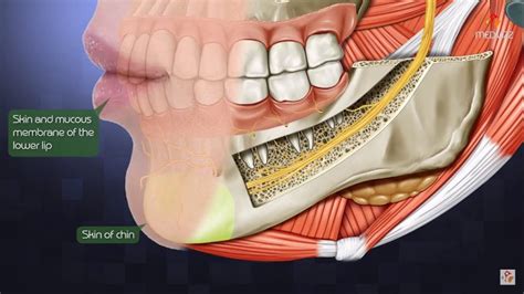 Wisdom Teeth Nerve Damage Boston Dentist Congress Dental Group 160