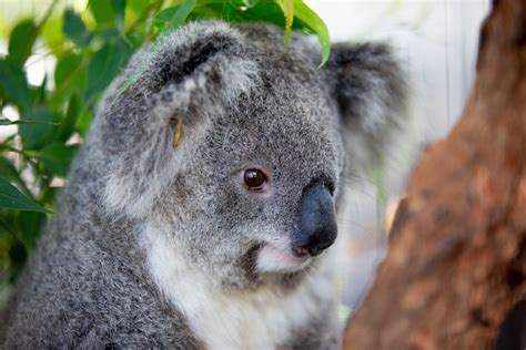 Koala Back Home The Power Of Silence