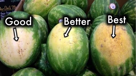 How To Tell If A Watermelon Is Ripe Chart If The Sound Is More High
