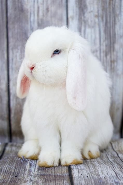 Holland Lop Rabbits For Sale Los Angeles Ca 184059