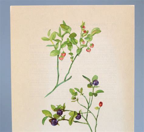 original botanical print vintage blueberry watercolour etsy