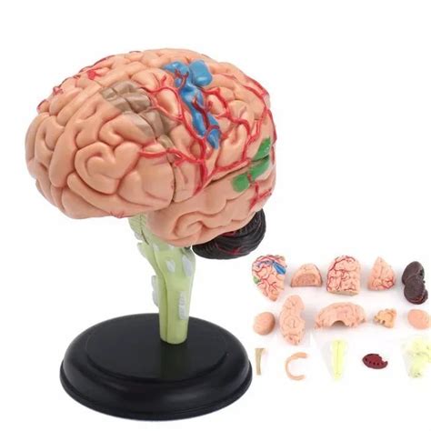 D Human Anatomical Brain Model Anatomy Medical Teaching Tool Statues