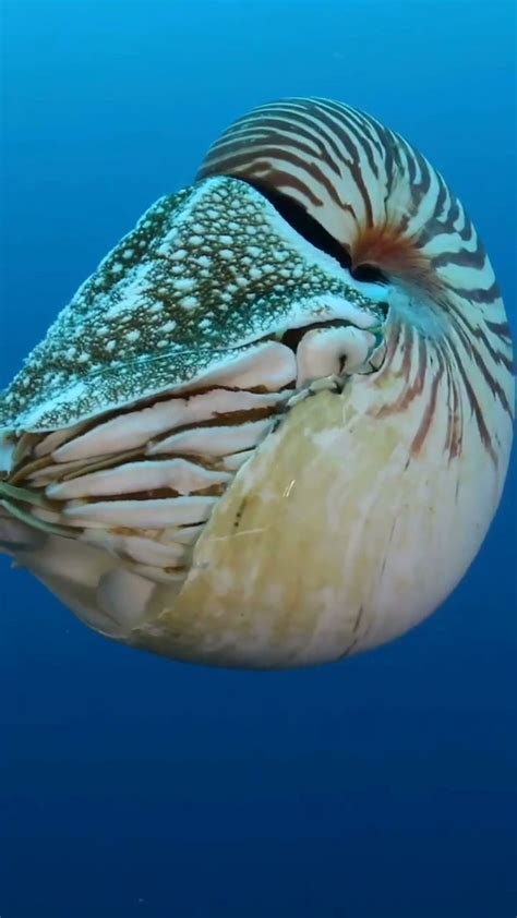 Turklikebenmacro On Instagram Via Natgeo This Squid With A Shell