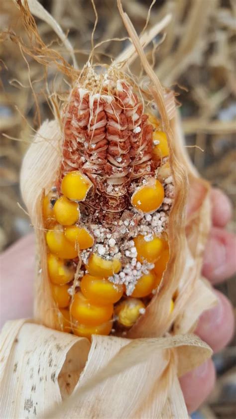 The type of genes that are added to genetically modified corn generally fall under. Roundup Ready Corn & Soybean Food Plot | Page 24 ...