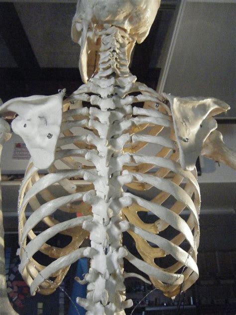 It comprises of a series of bones called the vertebrae of varying sizes extending from the skull to the small of the back. human_skeleton_reference__the_back_by_cheyenna45-d5klhmm ...