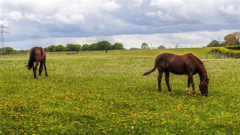 Brown Horses Grazing On A Meadow With Lots Of Yellow Dandelions Stock