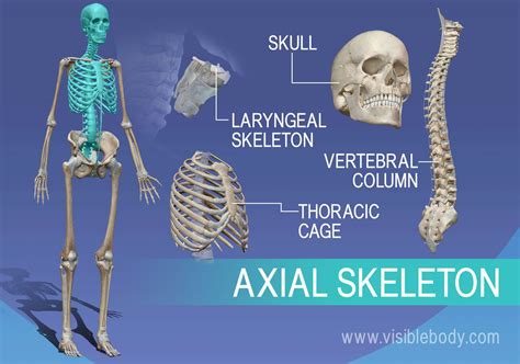 Human Body Skeleton System Appendicular And Axial Ske