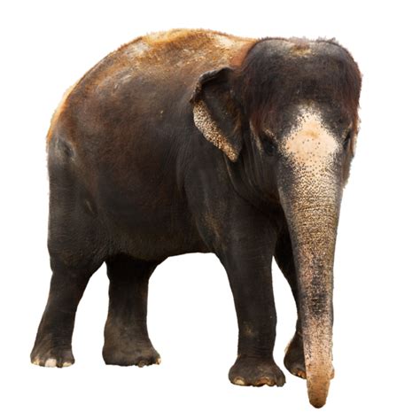 Elephant Png Transparent Image Download Size 600x600px
