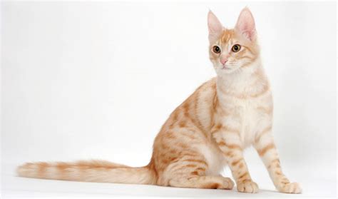 Turkish Angora Cat Breed Information