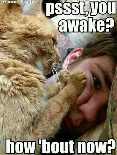 15 Cats Who Are Waking You Up For An Important Task Memes Funny