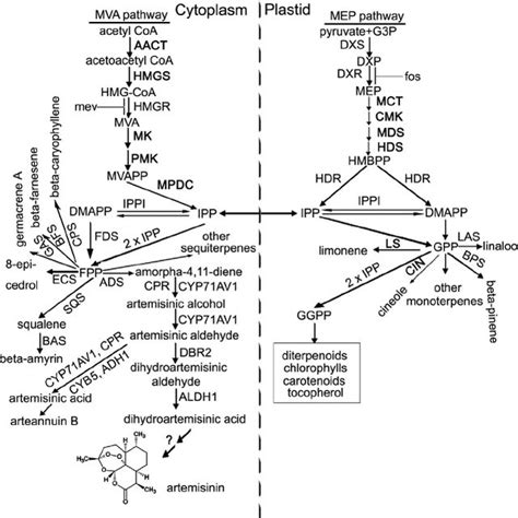I am using debian linux and using wvdial, i am able to establish ppp connection with the cellular network. EMP, Embden-Meyerhof pathway; PPP, pentose phosphate pathway; EDP,... | Download Scientific Diagram