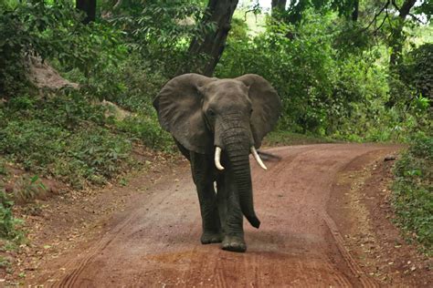 Tanzania Safari Tours Packages Cost Book Trip 2024
