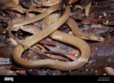 Rufous Burrowing Snake Achalinus Rufescens Stock Photo Alamy