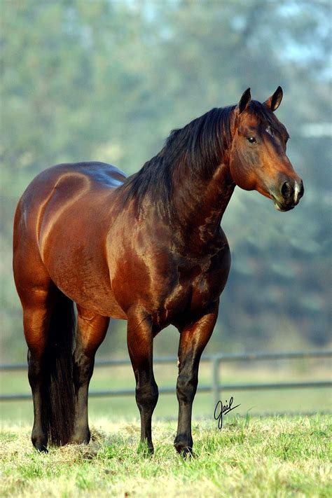 Stallion Reinerstop Search Reining Trainers Stallions And Horses For