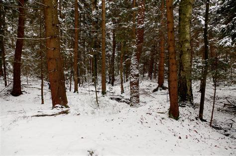 Snowy Forest Background By Burtn On Deviantart