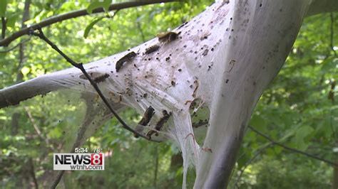 Are These Tent Caterpillars Harming Your Trees Youtube