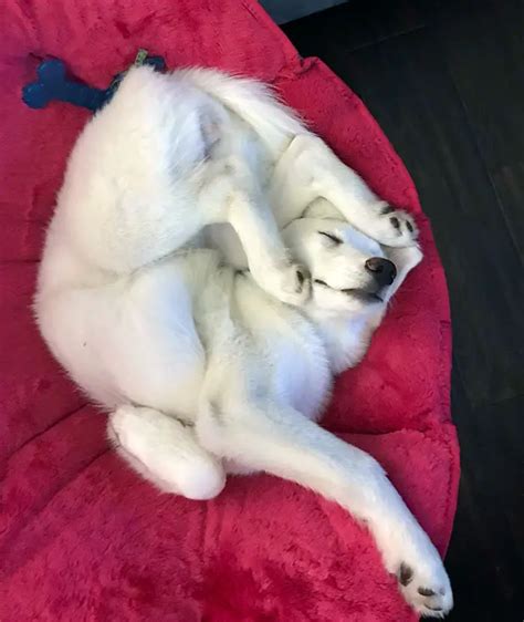 10 Hilarious Pictures Of Dogs With Unique Sleeping Positions
