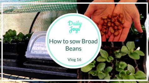 How To Sow Broad Fava Beans Youtube