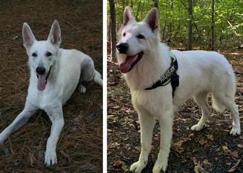 White German Shepherd Info Pictures Facts And Care
