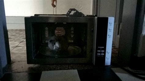 Guinea Pig Spinning Inside A Deactivated Microwave Oven Youtube