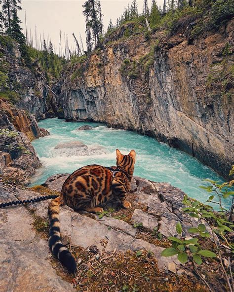 Amazing Bengal Cat Adventure 2022 Live Wallpaper Hd