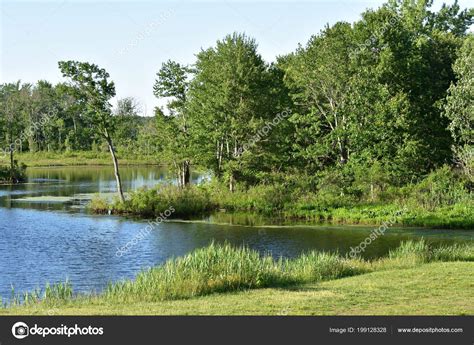 Pictures Lakes And Ponds Lake Pond Shore Trees — Stock Photo