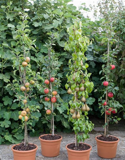 Cordon Fruit Trees How To Get The Best Harvest From A