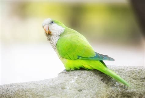 Quaker Parrot Pet