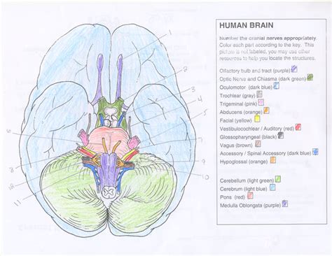 Cranial Nerves Coloring Answer Key Cranial Nerves Anatomy Coloring Images And Photos Finder
