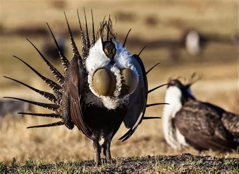 Greater Sage Grouse The Animal Facts Appearance Diet Habitat