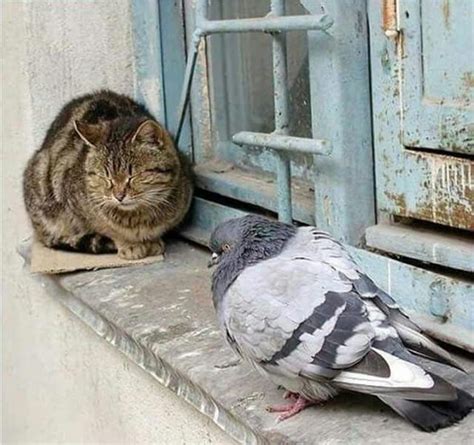 Pigeon Cats Animals Friendship Cute Animals