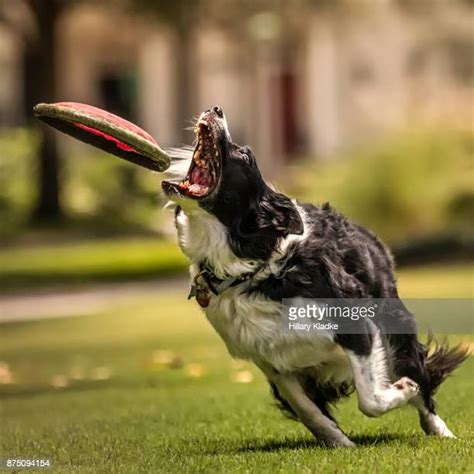 Border Collie Frisbee Photos And Premium High Res Pictures Getty Images