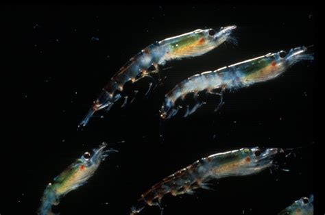 Climate Change Could Cause Decline In Antarctic Krill Habitat